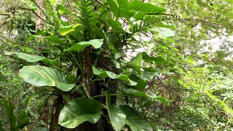 倒種植物|被忽略的郊山外來種植物｜當園藝植物悄悄攻占